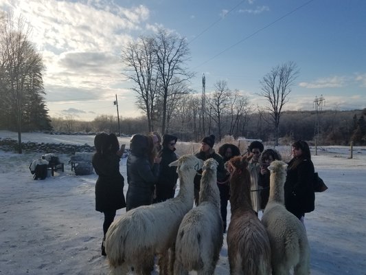 Alpaca Trek with a private group. This experience can be done any season.