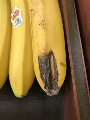 Expensive quality fungus banana