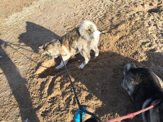 Daishi Digging For Gold At The Beach!