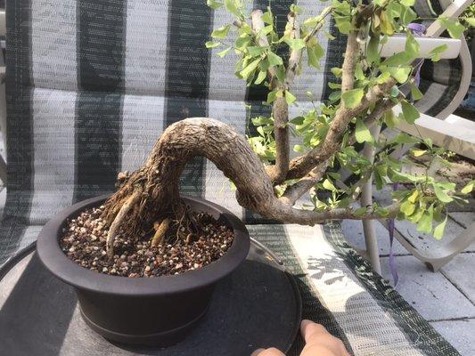 Another Desmodium bonsai.