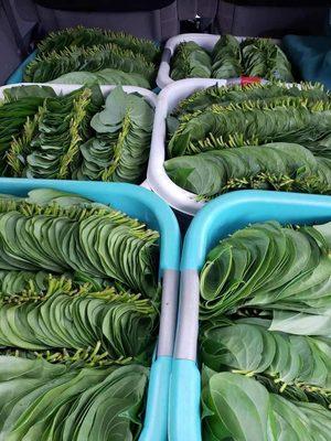 Betel leaf - harvested and ready for boxing