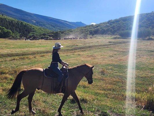 Trail riding past a herd of elk