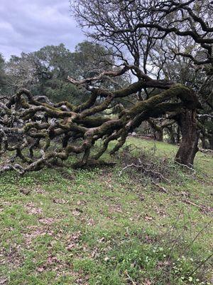 Poor old tree. Taylor Mountain Park