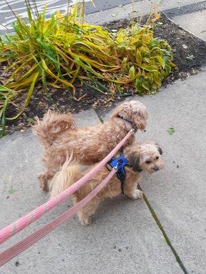 Mattie and Minnie out for a stroll