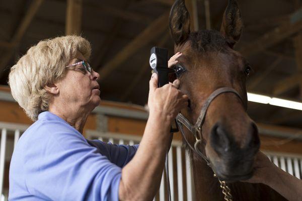 Dr. Ann Dwyer