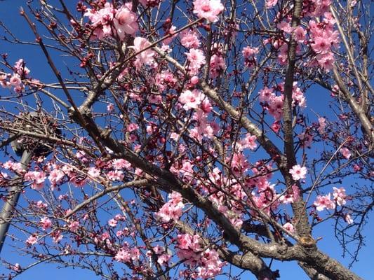 Spring is here at Day Creek Park! The pretty pink blossoms are beautiful during this time of the year (February 2015)