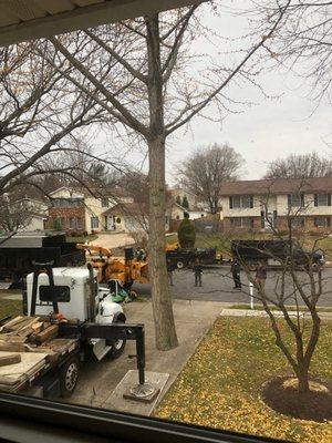 60-foot tall gingko biloba tree hovering over my driveway.