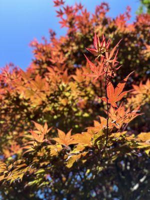 Leaves changing