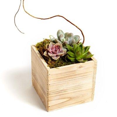 Succulent Square-A cute collection of mini succulents nestled in a wooden cube with moss and curly willow accent.