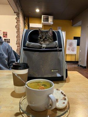 Sweet potato curry, earl grey tea, cat