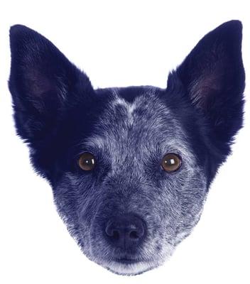 Blue Dog Imaging