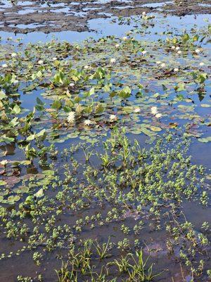 Water lilies