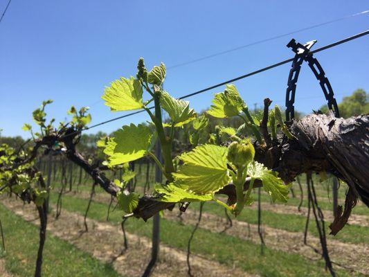 Spring in the vineyard