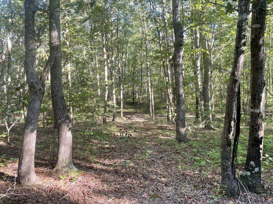 Beautiful 7 acre lot sold in Louisa, VA