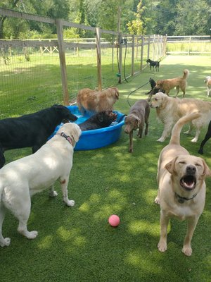 Misty Glen Country Retreat for Dogs