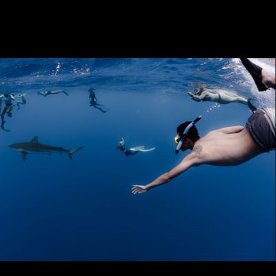 Snorkeling with galapagos sharks