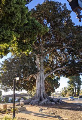 HUGE fig tree, car for scale