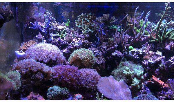 Full Blown Reef Aquarium