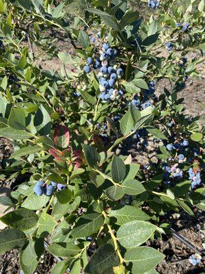 Blueberry bushes