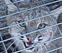 Captured bobcat