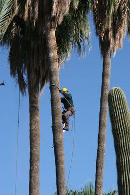 Climbing palm tree