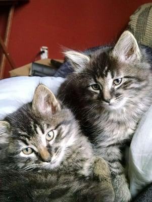 Cats and Kittens are just tooo cute, we love them too, inside or outside, we can be sure they dont miss any attention.