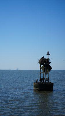 Osprey nest at the canal