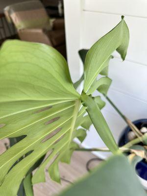 Monstera Care