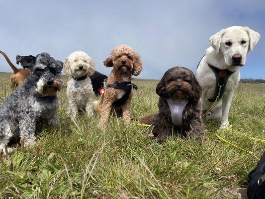 Fun at Chrissy Field with floofy friends