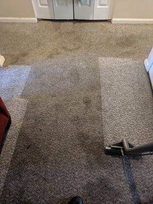 Often we do not realize how dirty our carpet really is.  Michael cleaned this carpet and now you can see the original color.