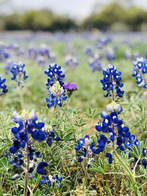 The skate park is a great place to see Bluebonnets blooming in late March/early April.