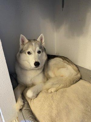 This is Thunder, our 9 yr. old husky.  He was lucky enough to stay a whole week at Dirty Dog salon.  What an amazing place!!!