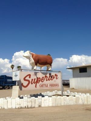 Superior Cattle Feeders