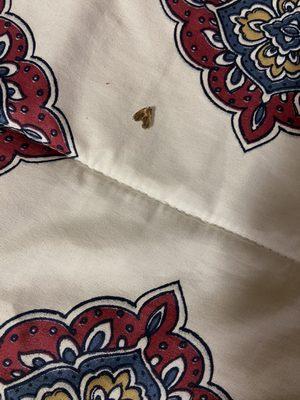 Dead moth on the bed