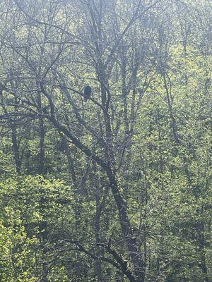 Eagles checking things out