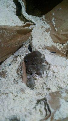 Baby mice I found in a warehouse.