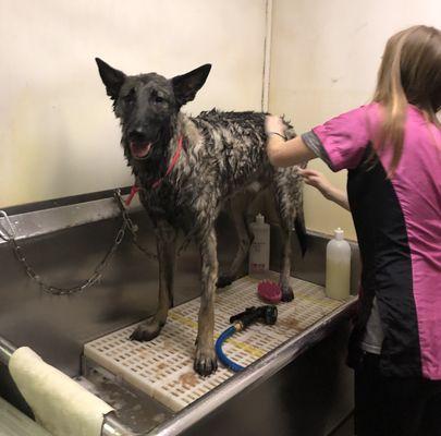 Bath time for Forest