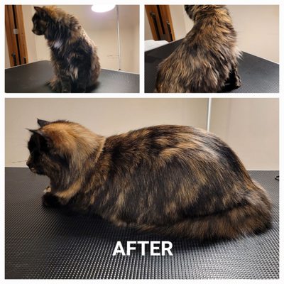 Before and After Cat Grooming