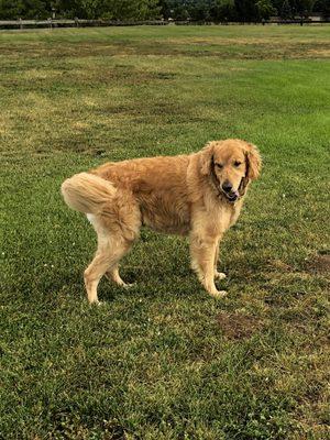 Ben has had 2 ACL surgeries and Kyle Owen takes great care of Ben when he is in for a groom.  Ben is our handsome boy!