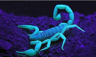 Black light Scorpion picture