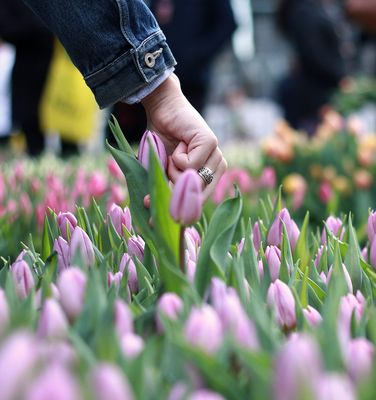 Field of Tulips D.C. CityCenter