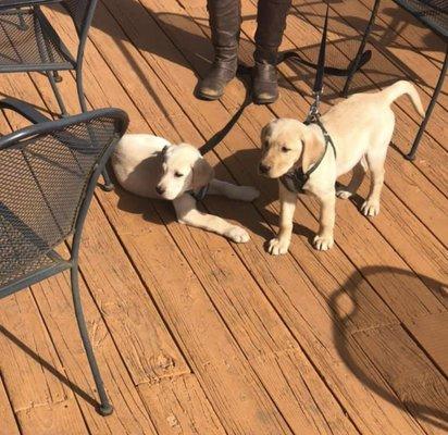 Dog friendly patio! Puppies always welcome.