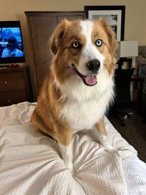 Blue and her pretty new haircut!