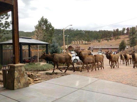 Some of the local wildlife in our town. We LOVE our Evergreen, CO location.