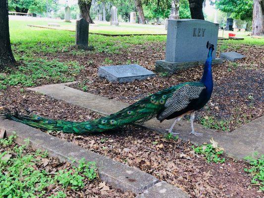 Animals always seem intrigued by my investigations. This peacock followed me around for at least ten minutes.