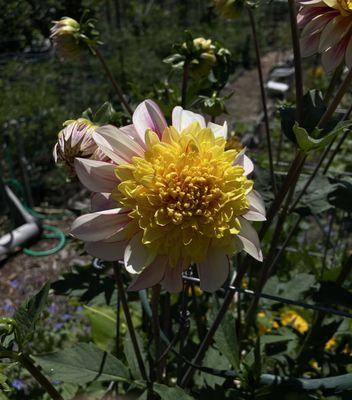 Dahlias