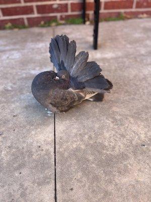 Cute fancy pigeon