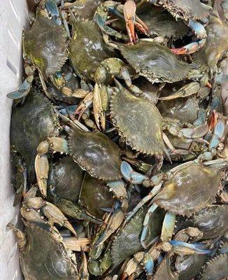 Blue crabs