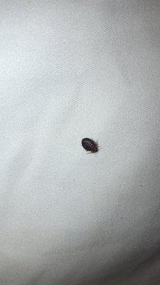 BED BUGS!!!