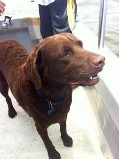 Marlin the Chesapeake retriever on board.